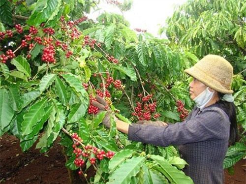 Tỉnh Lâm Đồng phát triển vùng cà phê công nghệ cao