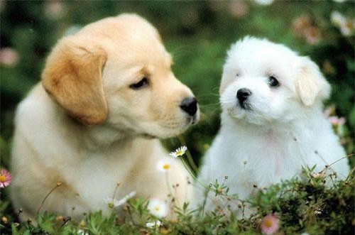 Người tuổi Tuất nếu sinh vào 2 tháng này sẽ may mắn hơn người, cả đời dồi dào phúc lộc