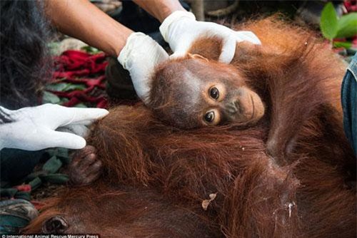 Xúc động cảnh đười ươi con ôm chặt mẹ bất tỉnh