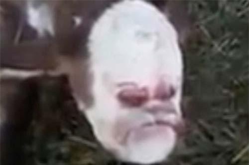 Bê con có hình mặt người khiến chủ trang trại hoảng sợ