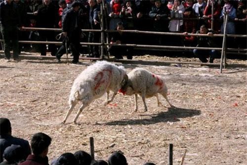 Kinh hoàng cảnh chọi cừu đầy máu me ở Trung Quốc