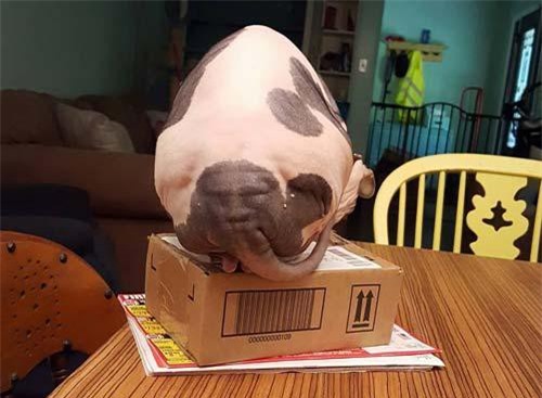 Chú mèo quái dị có mông hình mặt người