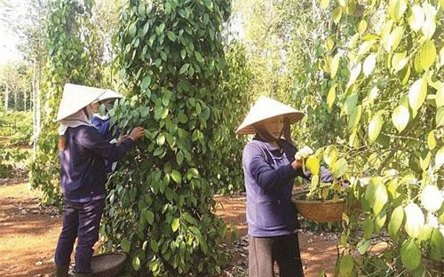 Xuất khẩu hồ tiêu: Giảm hầu khắp thị trường, cơ hội ở EU