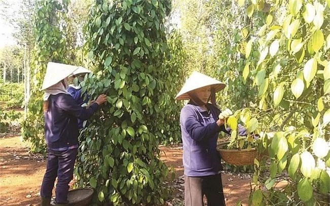 xuat khau ho tieu giam hau khap thi truong co hoi o eu