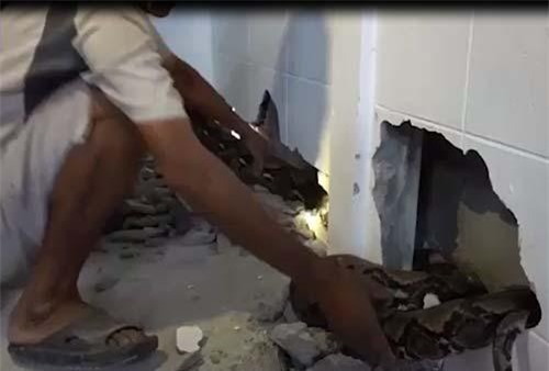 Đập tường bắt trăn khổng lồ chui vào nhà dân