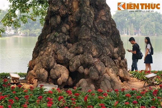 Cây gạo có gốc to dị như '“quái vật” bên Hồ Gươm