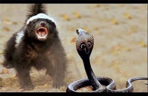 CLIP: Bị lửng mật tấn công, rắn hổ mang may mắn thoát chết