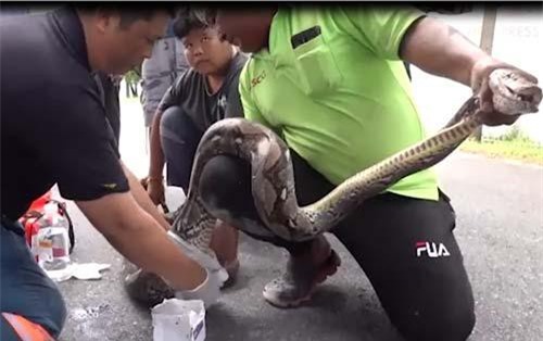 CLIP: Trăn khổng lồ đột nhập vào nhà dân