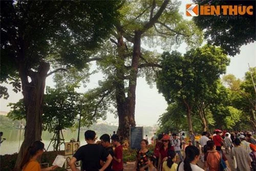 Được ví như “lá phổi xanh” của thủ đô Hà Nội, khu vực quanh Hồ Gươm có khá nhiều cây cổ thụ với tuổi đời trên dưới một thế kỷ. Trong đó, có một cây gạo cổ thụ nằm bên bờ hồ phía đường Đinh Tiên Hoàng, gần UBND TP Hà Nội. 
