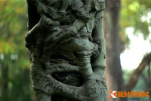 “Ma cây” bóp cổ man rợ giữa ban ngày ở Hà Nội