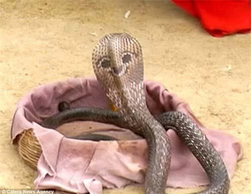 Rắn hổ mang có mặt cười tại ngôi làng có truyền thống nuôi rắn ở Ấn Độ.