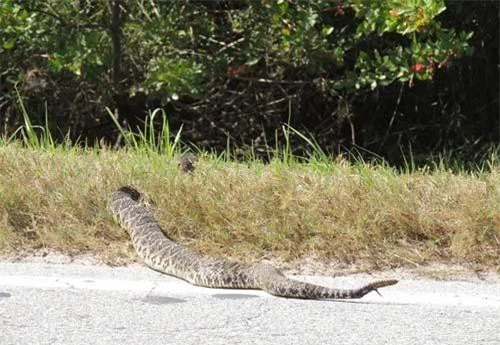 Con rắn chuông kì lạ bò qua đường ở Florida, Mỹ.