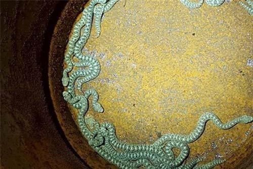 Hoảng hốt phát hiện 19 rắn đuôi chuông trong nhà đồ chơi của con