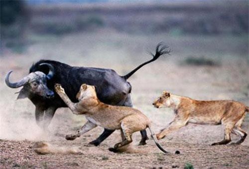 Những pha thoát chết ngoạn mục của động vật