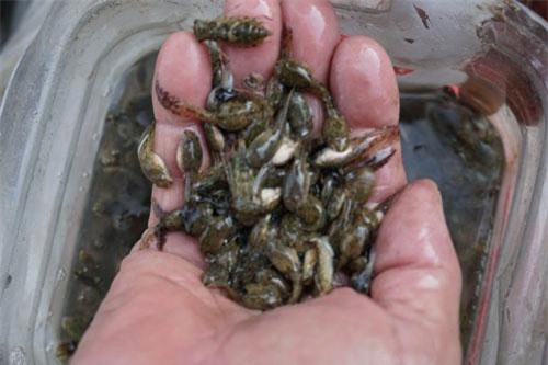 Kinh dị đặc sản nòng nọc đãi khách ở miền Ba Tơ