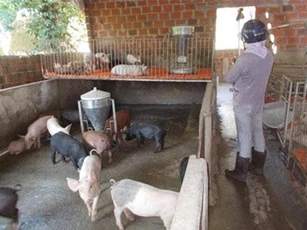 Bình Định: Cả thôn khấm khá nhờ kết hợp mô hình nấu rượu, nuôi heo