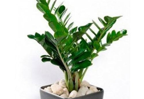 Chọn cây cảnh theo mệnh để tài lộc chảy vào nhà