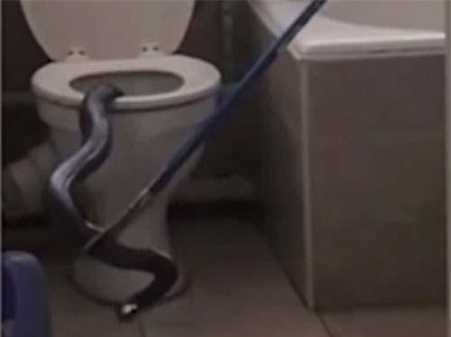 CLIP HOT (25/9): ‘Ớn lạnh’ cảnh ‘tử thần’ chui lên từ bồn cầu, body ‘gây mê’ của người đẹp từng gây rúng động Serie A