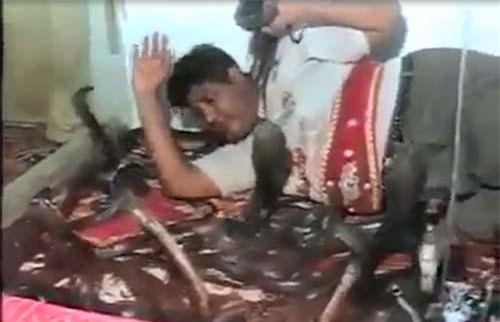 CLIP: "Kinh hoàng" người đàn ông nằm ôm hàng chục con rắn hổ mang "khổng lồ"