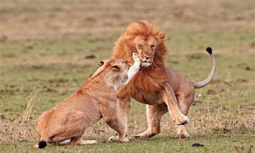 “Yêu” vợ quá thô bạo, sư tử đực bị tát sưng mặt