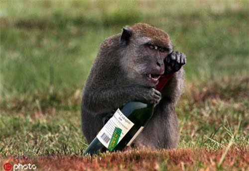 Bạn biết động vật cũng có thể nghiện rượu chứ? Xem ngay hình ảnh động vật nghiện rượu để thấy sự dễ thương và hài hước khi chúng say xỉn như thế nào.