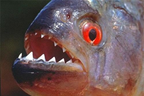 Những loài cá ăn thịt rùng rợn ở con sông dài nhất thế giới