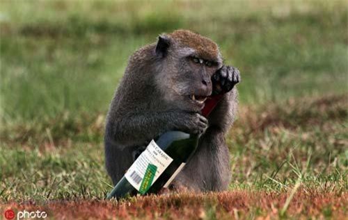  Khi động vật là "kẻ bợm nhậu"