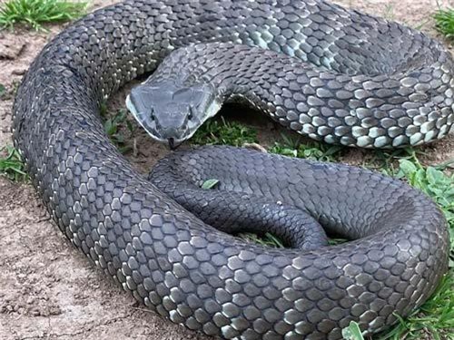 Tiết lộ gây 'sốc' của người đàn ông bắt rắn hổ mang 'khủng' bằng tay không