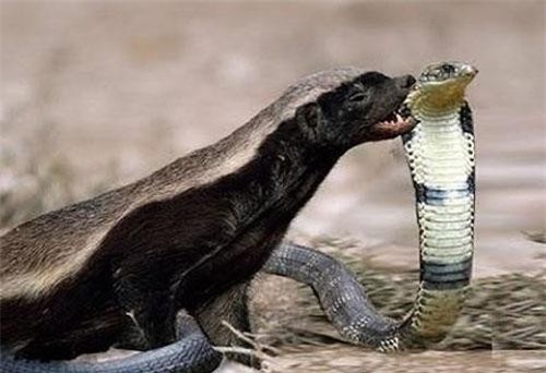 Loài động vật hiếm hoi bị rắn độc cắn không chết
