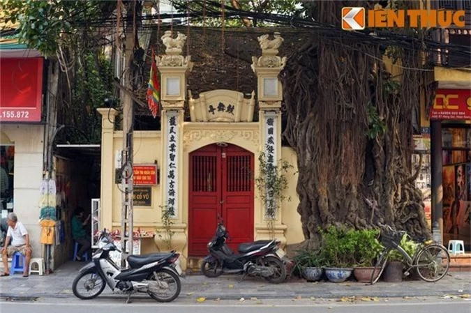 Ky la cay da tram tuoi trum len dinh co giua Ha Noi