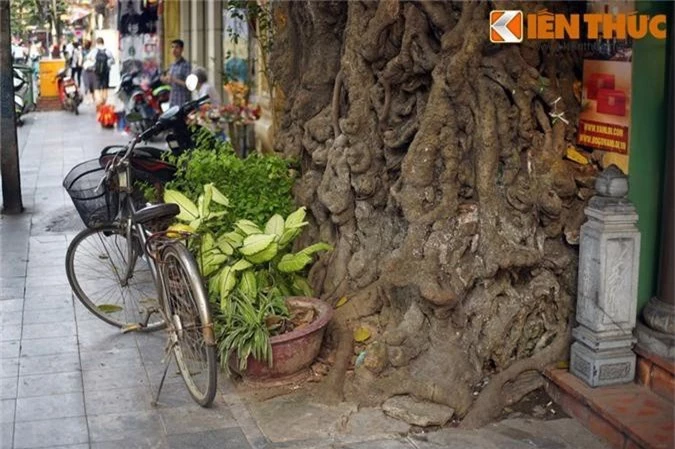 Ky la cay da tram tuoi trum len dinh co giua Ha Noi-Hinh-3