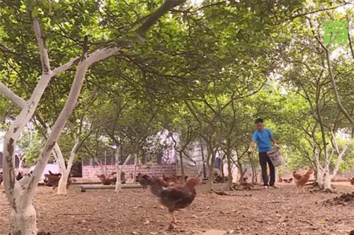 CLIP: ‘Hot boy’ 8x kiếm tiền tỷ/năm nhờ nuôi gà bằng giun quế