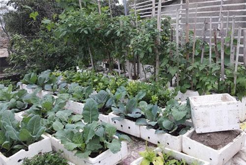 Sân thượng quanh năm phủ xanh rau quả của mẹ hai con ở xứ Thanh