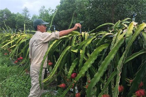 Lão nông Nghệ An lãi hàng trăm triệu mỗi năm nhờ trồng thanh long ruột đỏ