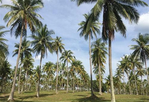 Ăn đuông dừa có thể bị ngộ độc?