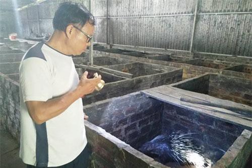 Bắc Ninh: Cựu chiến binh nuôi con lông nhọn, cứng ngắc thu 300-400 triệu đồng/năm