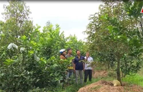 CLIP: Chuyển đổi cây trồng, nông dân làm giàu trên đất lúa