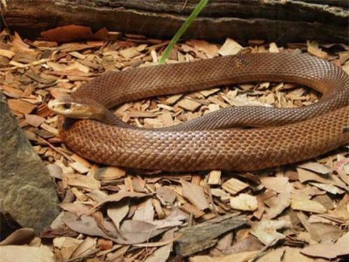CLIP: Không phải hổ mang, đây mới là loài rắn có nọc độc nhất thế giới