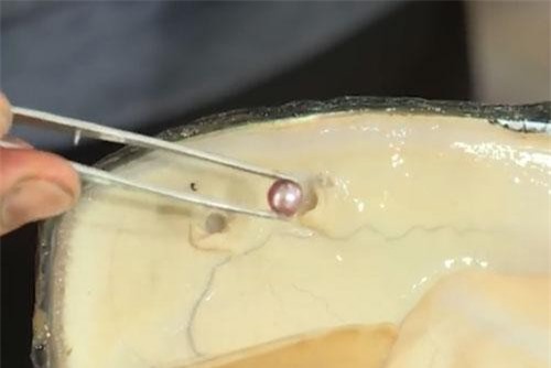 CLIP: Lãi 3,5 tỷ đồng/năm nhờ mô hình nuôi trai nước ngọt lấy ngọc