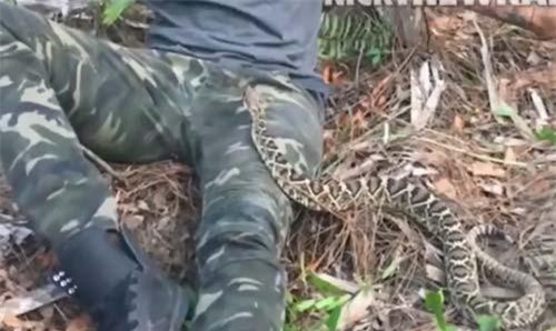 CLIP: 'Thót tim' người đàn ông bị rắn đuôi chuông bò lên đùi