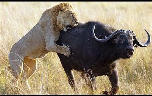 CLIP: Trâu rừng quyết chiến với đàn sư tử bảo vệ con non