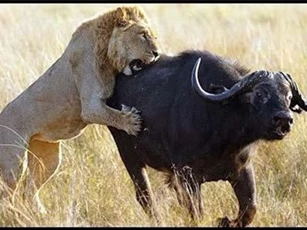 CLIP: Trâu rừng quyết chiến với đàn sư tử bảo vệ con non