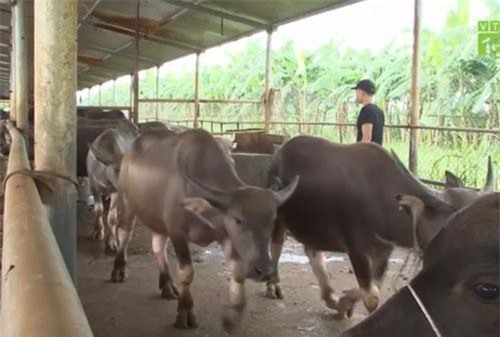 CLIP: Trở thành tỷ phú nhờ chuyển đổi sang chăn nuôi trâu, bò