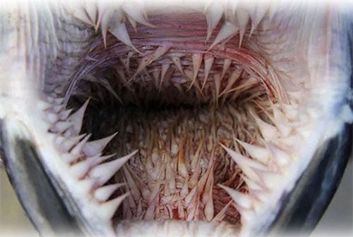 Giải mã chiếc miệng đáng sợ đến khó tin của loài rùa biển?