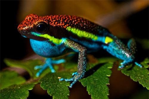 Khám phá những 'cái nhất' thú vị trong thế giới động vật