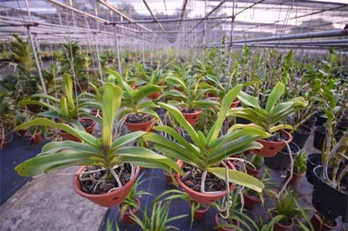 Khu vườn bạt ngàn hoa lan ở Hòa Bình