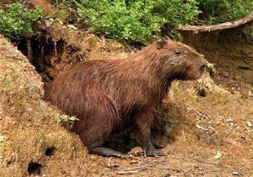 Loài chuột khổng lồ có thể nặng gần 100 kg