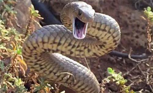 Loài rắn kịch độc đến mức 10 triệu năm không cần tiến hóa
