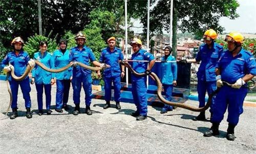 Người dân khiếp hãi vì hổ mang chúa khổng lồ dài 6m