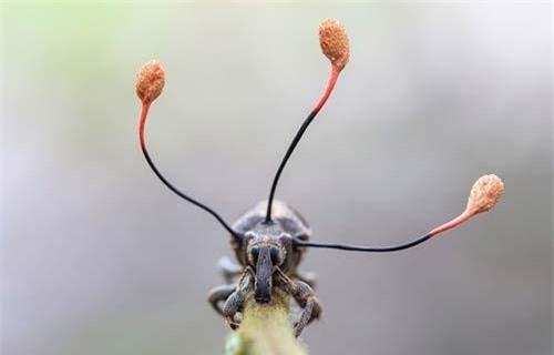 Những bức ảnh đẹp và sốc về thế giới động vật